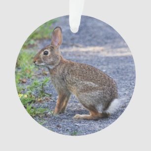 Lapin oriental