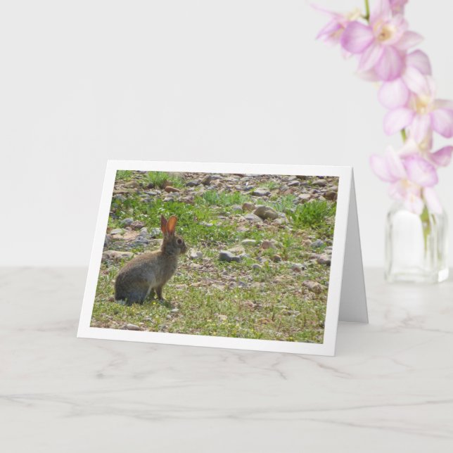 Lapin sauvage sur la carte Canyon (Orchidée)