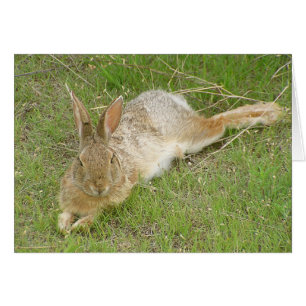 Lapin sur la coupure