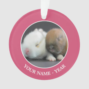 Lapins nains de Netherland