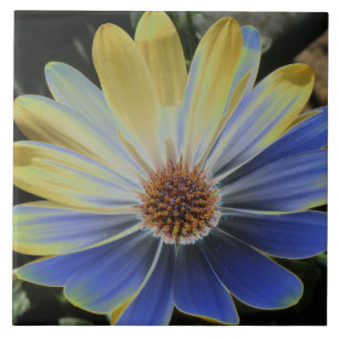 Lapis de marguerite africaine et carreaux d'or