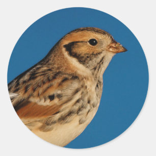 Lapland Longspur on a Sunlit Log Classic Round Sticker