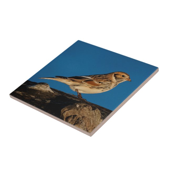 Lapland Longspur on a Sunlit Log Tile (Side)
