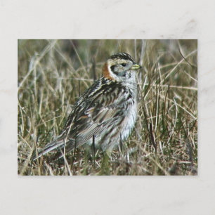 Lapland Longspur Postcard