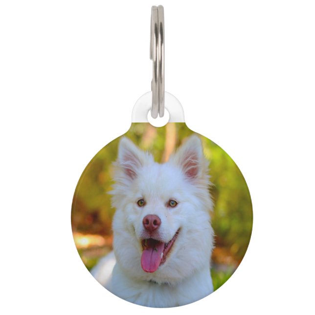 Lapphund Dog. Pet Tag (Front)