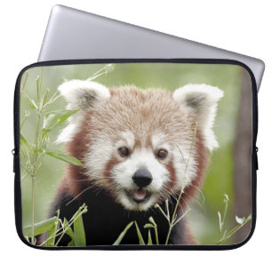 laptop sleeve Photo red panda , animals.