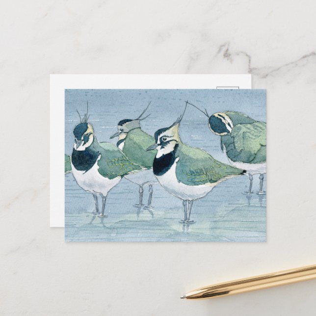 Lapwing Bird Lover Wildlife Watercolor Postcard (Front/Back In Situ)