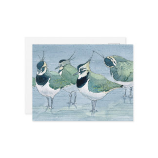Lapwing Bird Lover Wildlife Watercolor Postcard