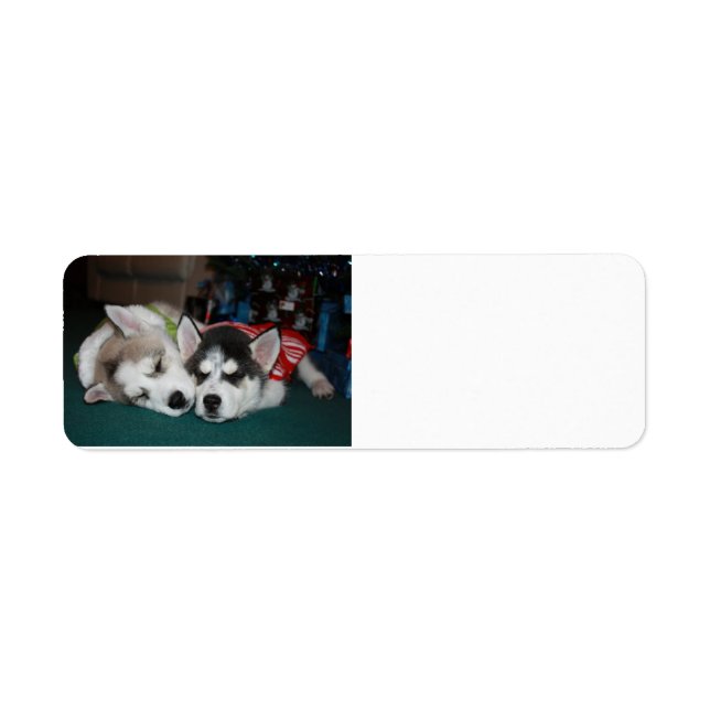 Lâques d'adresse Husky Sibérien (Devant)