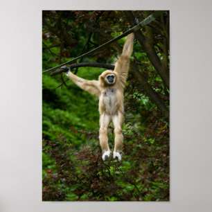 Lar Gibbon Hanging From The Tree Poster