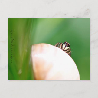 L'araignée saltique "la sauteuse" postcard