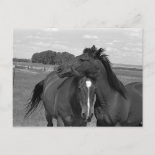 Laramie WY horse 4 Postcard