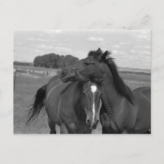 Laramie WY horse 4 Postcard