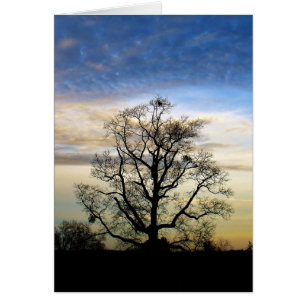 L'arbre universel