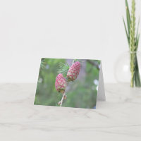 Larch (Larix) card