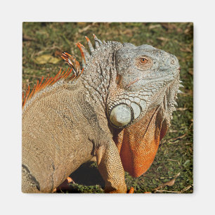 Large Adult Green Iguana Lizard in the Grass Magnet
