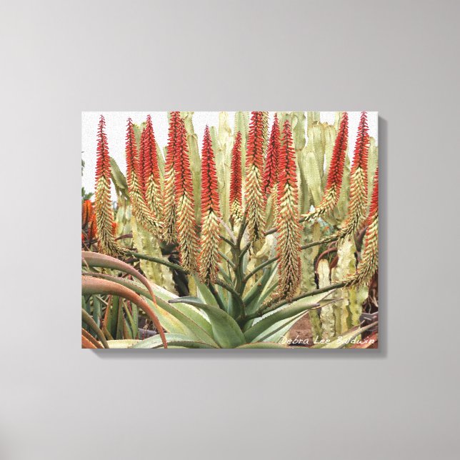 Large aloe in bloom canvas print (Front)