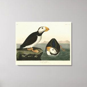 Large billed Puffin - Audubon's Birds of America Canvas Print