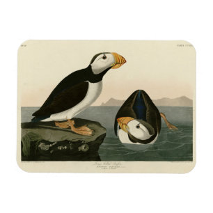 Large billed Puffin - Audubon's Birds of America Magnet