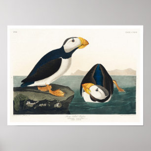 Large billed Puffin by Audubon Poster