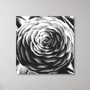 Large Camellia, Black, White and Grey / Grey Canvas Print