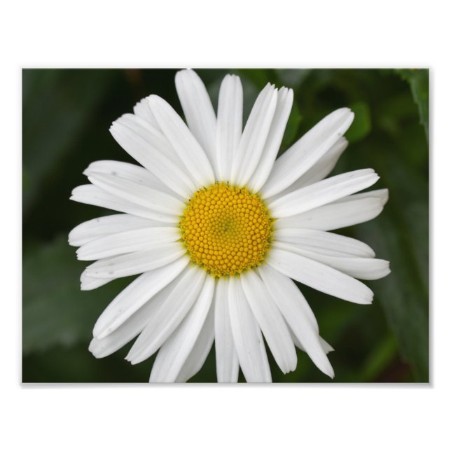 Large Daisy  Photo Print (Front)