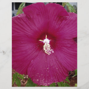 large dark red Hibiscus