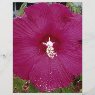 large dark red Hibiscus