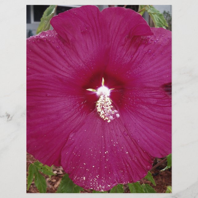 large dark red Hibiscus (Front)