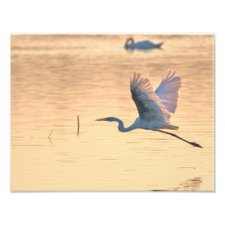 Large Egret Photo Print