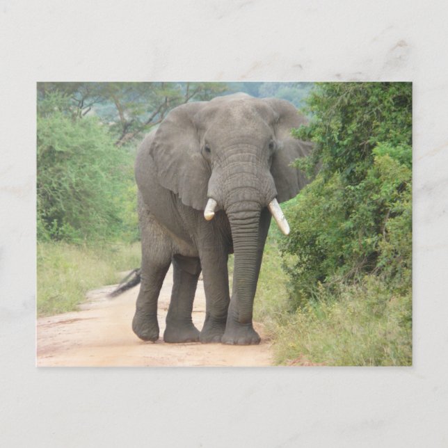Large Elephant Photo Postcard (Front)
