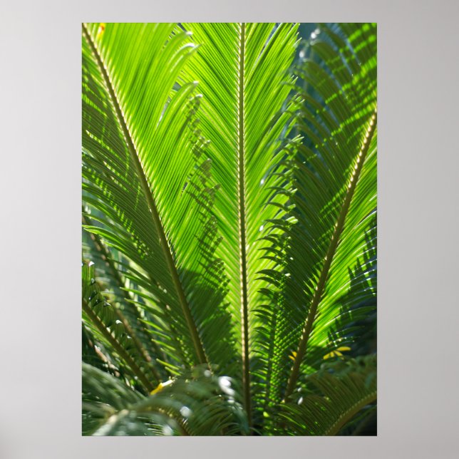 Large Fern Print (Front)