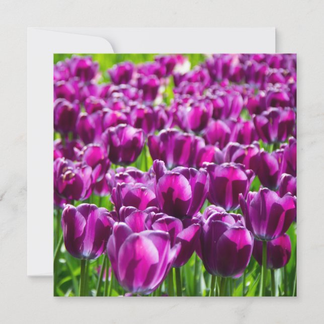 Large field of purple tulips  (Front)