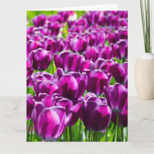 Large field of purple tulips    card