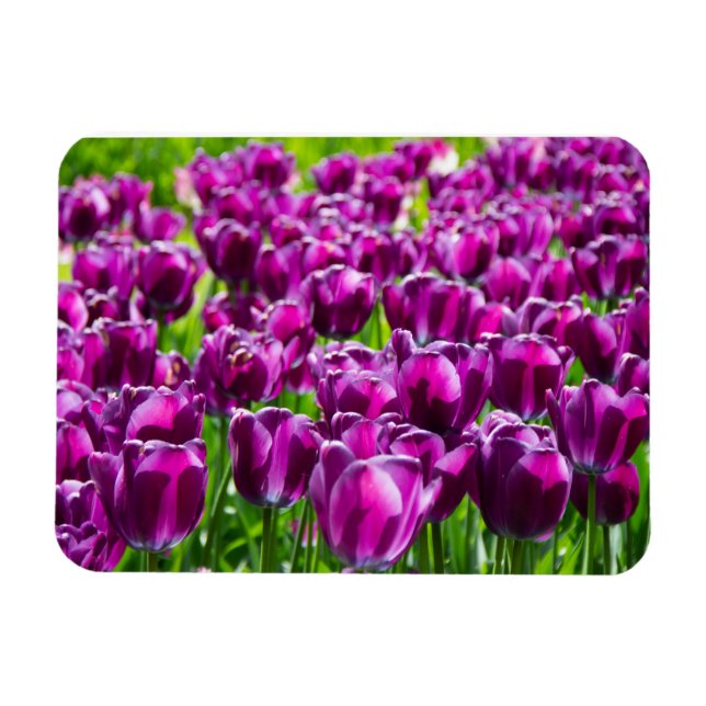 Large field of purple tulips  magnet (Horizontal)