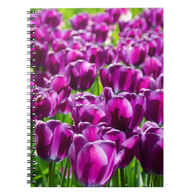 Large field of purple tulips    notebook (Front)