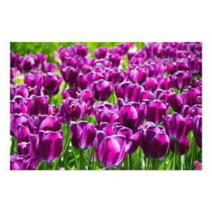 Large field of purple tulips photo print