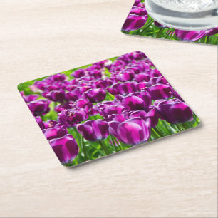 Large field of purple tulips square paper coaster