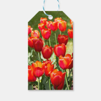 Large field of red tulips gift tags
