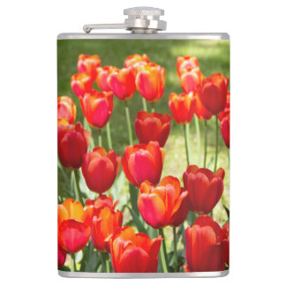 Large field of red tulips  hip flask