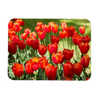 Large field of red tulips  magnet