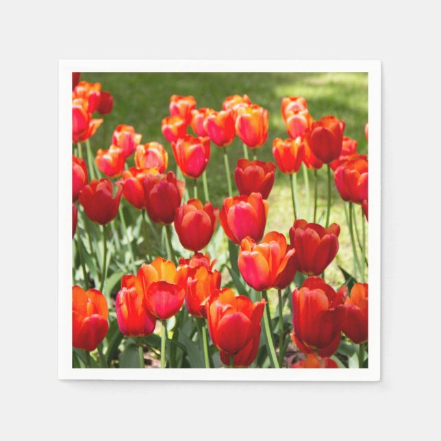 Large field of red tulips     napkin (Front)