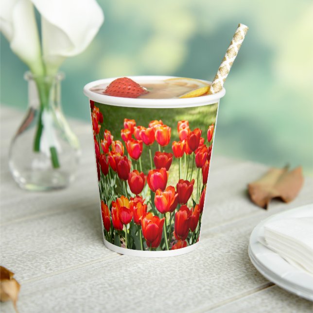Large field of red tulips    paper cups (Insitu)