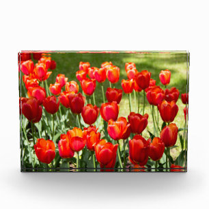 Large field of red tulips photo block