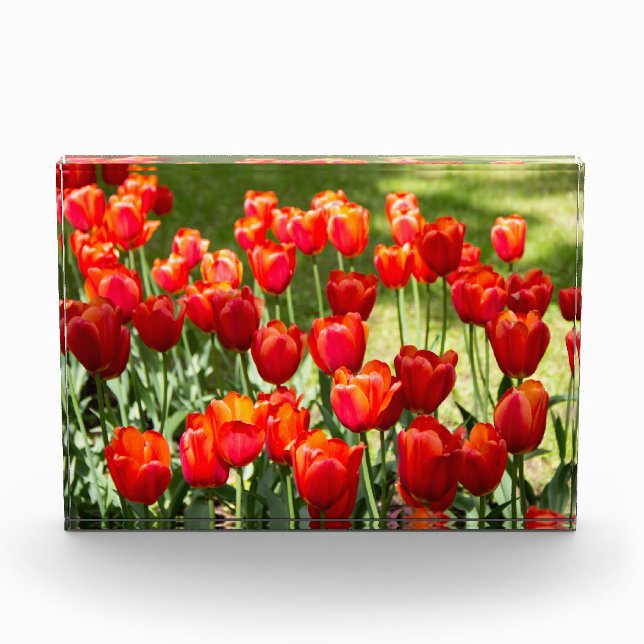 Large field of red tulips photo block (Front)