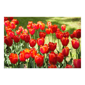 Large field of red tulips photo print
