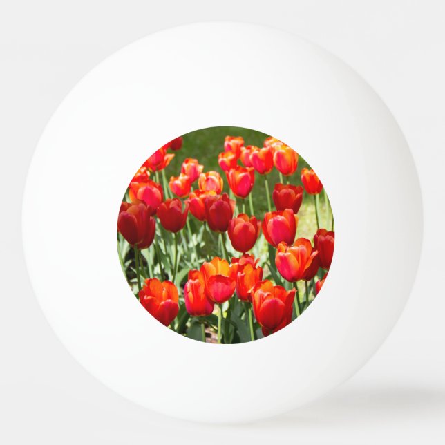 Large field of red tulips    ping pong ball (Front)