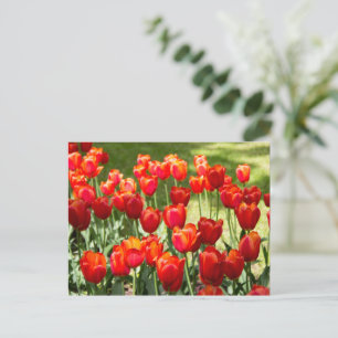 Large field of red tulips  postcard
