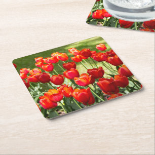Large field of red tulips square paper coaster