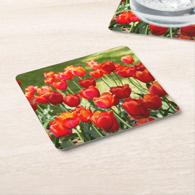 Large field of red tulips  square paper coaster (Angled)